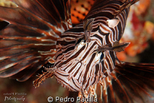 Lionfish, Nikon D80 with 105mm lens, Two strobe Ikelite D... by Pedro Padilla 